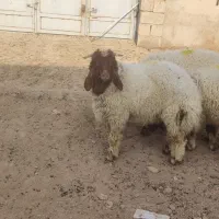 بره قوچی عراقی