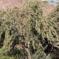 کارگر ساده جهت کار در باغ