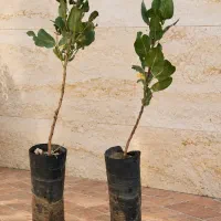 فروش نهال پسته