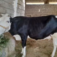 سلام خدمت دامدارن عزیز گاو