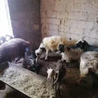 بره نرسبک|حیوانات مزرعه|درودزن, |دیوار