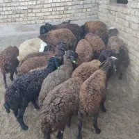 بره ماده مناسب داشت وپروار