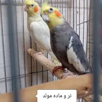 عروس هلندی 6عدد