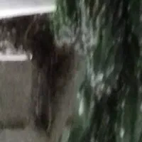 گل کاکتوس بن سای|گل و گیاه طبیعی|شیراز, آزادگان|دیوار