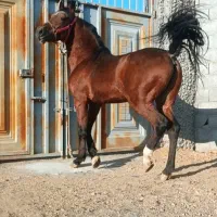 سیلمی دره شوری خالص(جهت کشش)