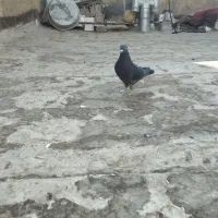 کفتر|پرنده|لنجان, |دیوار