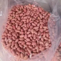 فروش بادام زمینی|خوردنی و آشامیدنی|رشت, گلسار|دیوار