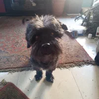 سگ نر آماده جفتگیری|سگ|تنکابن, |دیوار