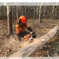 قطع درختان مزاحم