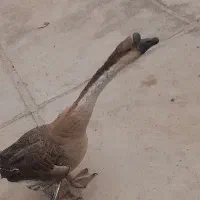 قوغاز نر|حیوانات مزرعه|زابل, |دیوار