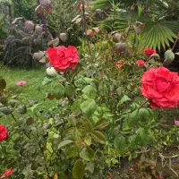 سرایداری
