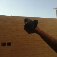 کبوتر|پرنده|اصفهان, کوجان|دیوار