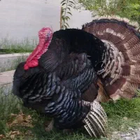 یجفت بوقلموبزرگ جوان تخم گذار