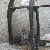 مرغ و خروس لاری