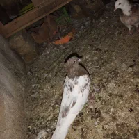 کبوتر رنگه|پرنده|تربت‌حیدریه, شهید بهشتی|دیوار