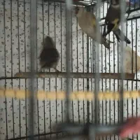 سهره|پرنده|مسجد سلیمان, |دیوار