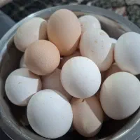 تخم مرغ