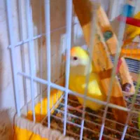 فروش پرنده|پرنده|گنبد کاووس, |دیوار