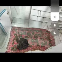 قفسه mdf در حد نو|کتابخانه، شلف، قفسه‌های دیواری|مینودشت, |دیوار