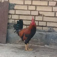 خروس