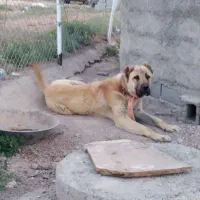 سرابی 14ماهه|سگ|چورزق, |دیوار