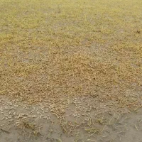 شالی فجر سوزنی بذری 90روزه|عمدهفروشی|رامیان, |دیوار