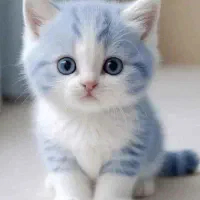 پت شاپ دکتر مصدق|لوازم جانبی حیوانات|گلبهار, شهر جدید گلبهار|دیوار