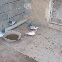 کبوتر