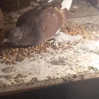 کبوتر سسلی|پرنده|سیلوانه, |دیوار