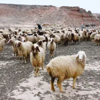 نگهداری ۵۰عددمیش نیمسودی