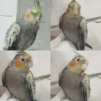 گمشده