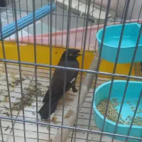 فروش مرغ مینا