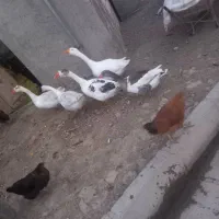 فروش غاز زنده