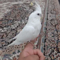 جوجه عروس هلندی دونخور|پرنده|کرج, اسدآباد|دیوار