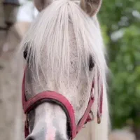 اسب کرد سردمگیر بازی کن|اسب و تجهیزات اسب‌سواری|معمولان, |دیوار