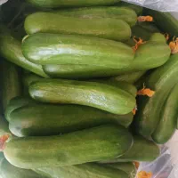 صیفی جات تازه