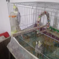 یک جفت عروس هلندی مولد