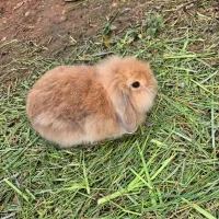 خرگوش لوپی اصلی