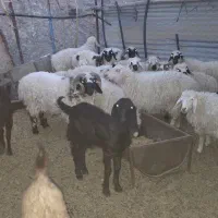فروش چند راس بره ومیش بزرگ وکوچک