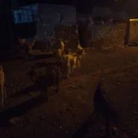 فروش ۳راس بز چاق ویهراسکهره نر قصابی