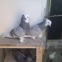 کفتر شازده سرور جفت سالم وسریال