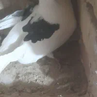 کبوتر|پرنده|سلطانیه, |دیوار