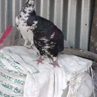 نرما ده شیرازی|پرنده|کرمان, |دیوار