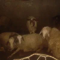 10عدد شک ماده|حیوانات مزرعه|دینور, |دیوار