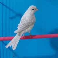 قناری سیلور نقره ای|پرنده|لاهیجان, لیالستان|دیوار