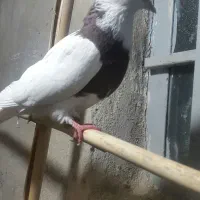 طوقی ماده جوان|پرنده|محمدیه-قزوین, |دیوار