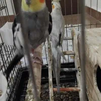 پرنده طوطی عروس هلندی|پرنده|قدس, شهر‌قدس|دیوار