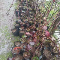 نهال تمشک پر محصول