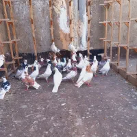 کفتر|پرنده|مشهد, شهرک امام سجاد|دیوار