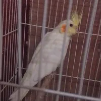 عروس هلندی